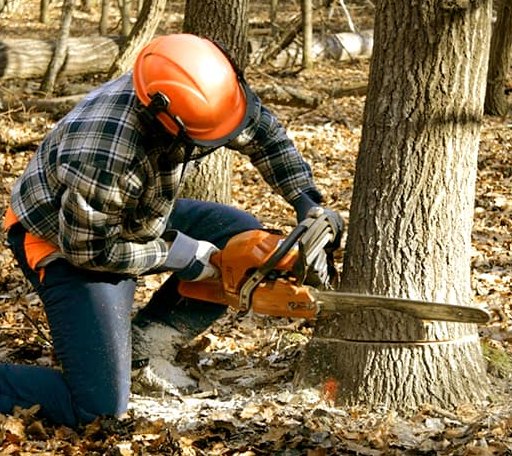 Tree Removal in Tribune, KS